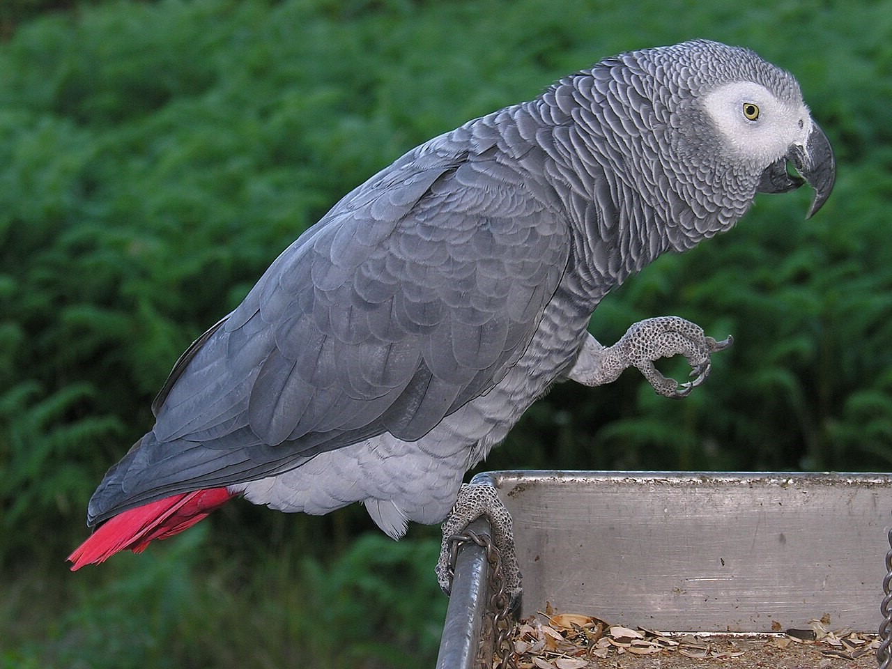 African Grey Parrot