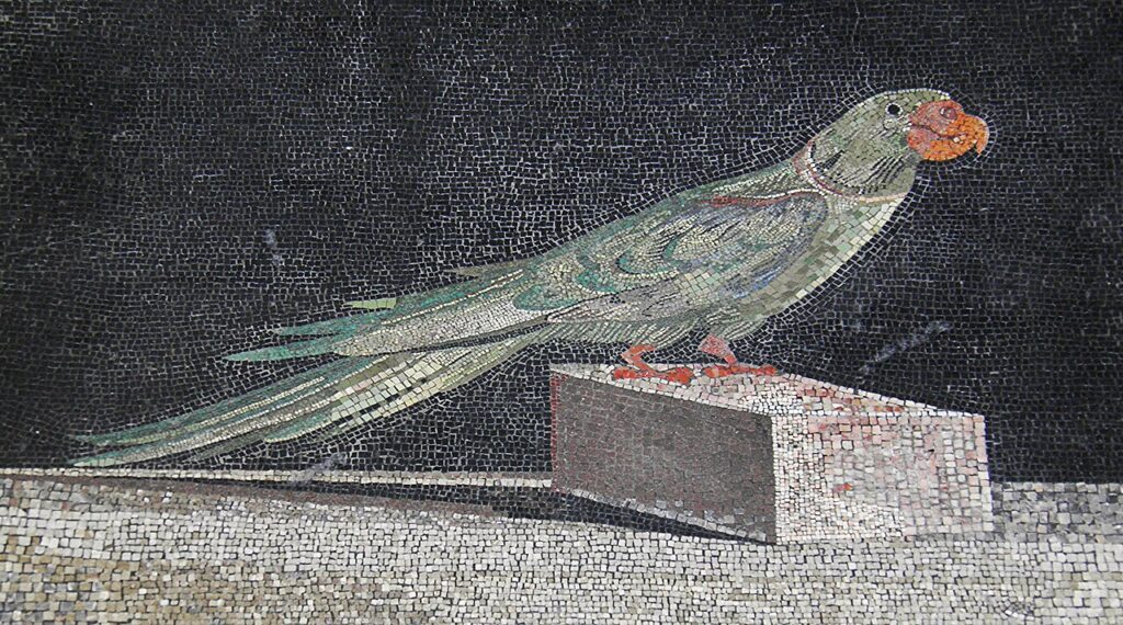 Alexandrine parakeet from a Hellenistic mosaic in the Pergamon Museum