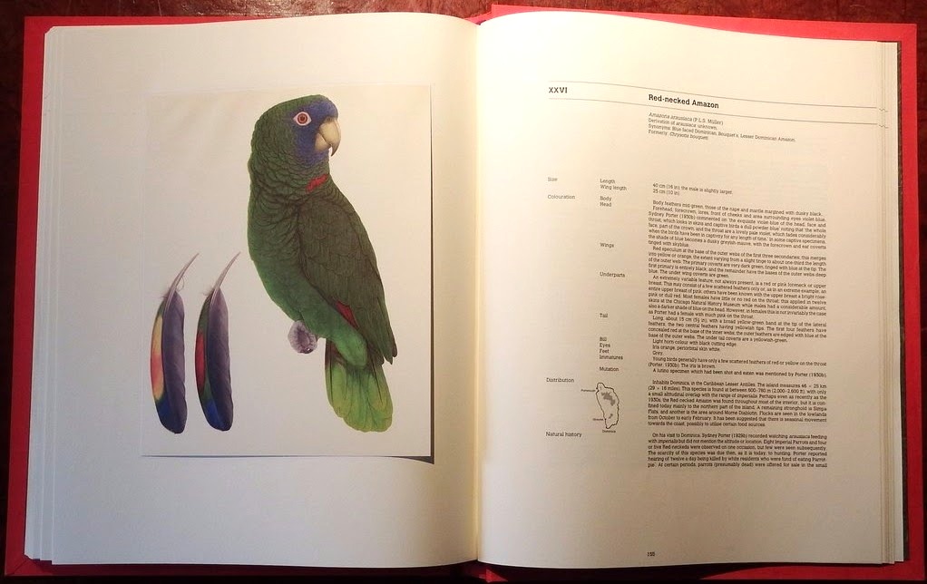 Amazon Parrots : A Monograph by Elizabeth Butterworth & Rosemary Low