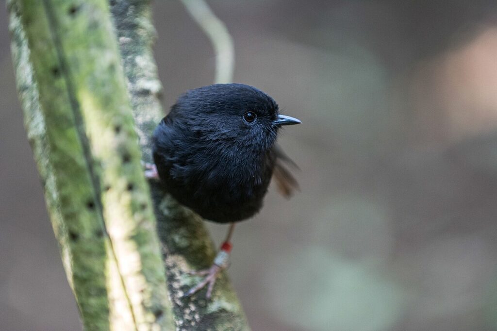 black robin, Chatham Island robin, karure, kakaruia, Petroica traversi