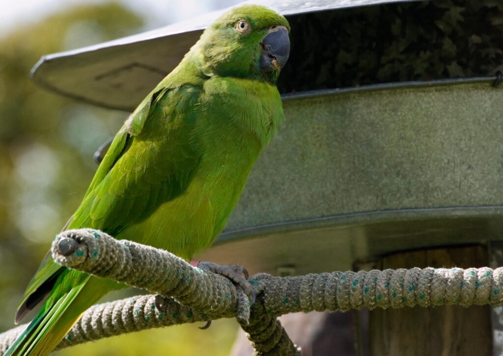 echo parakeet (Psittacula eques)