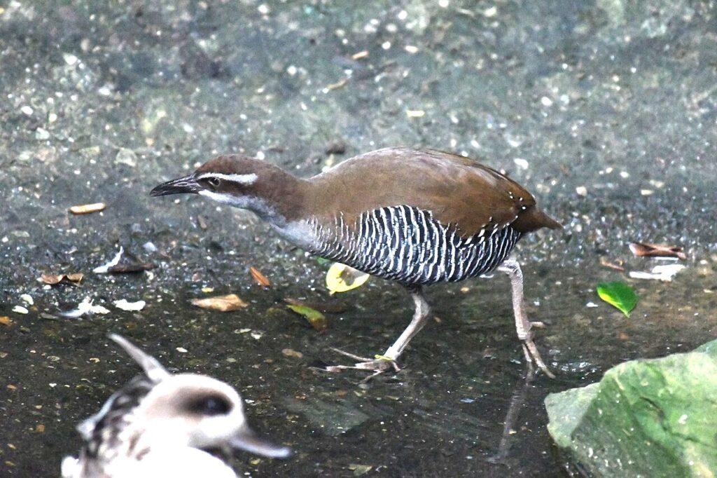 Guam rail (Gallirallus owstoni), ko'ko'