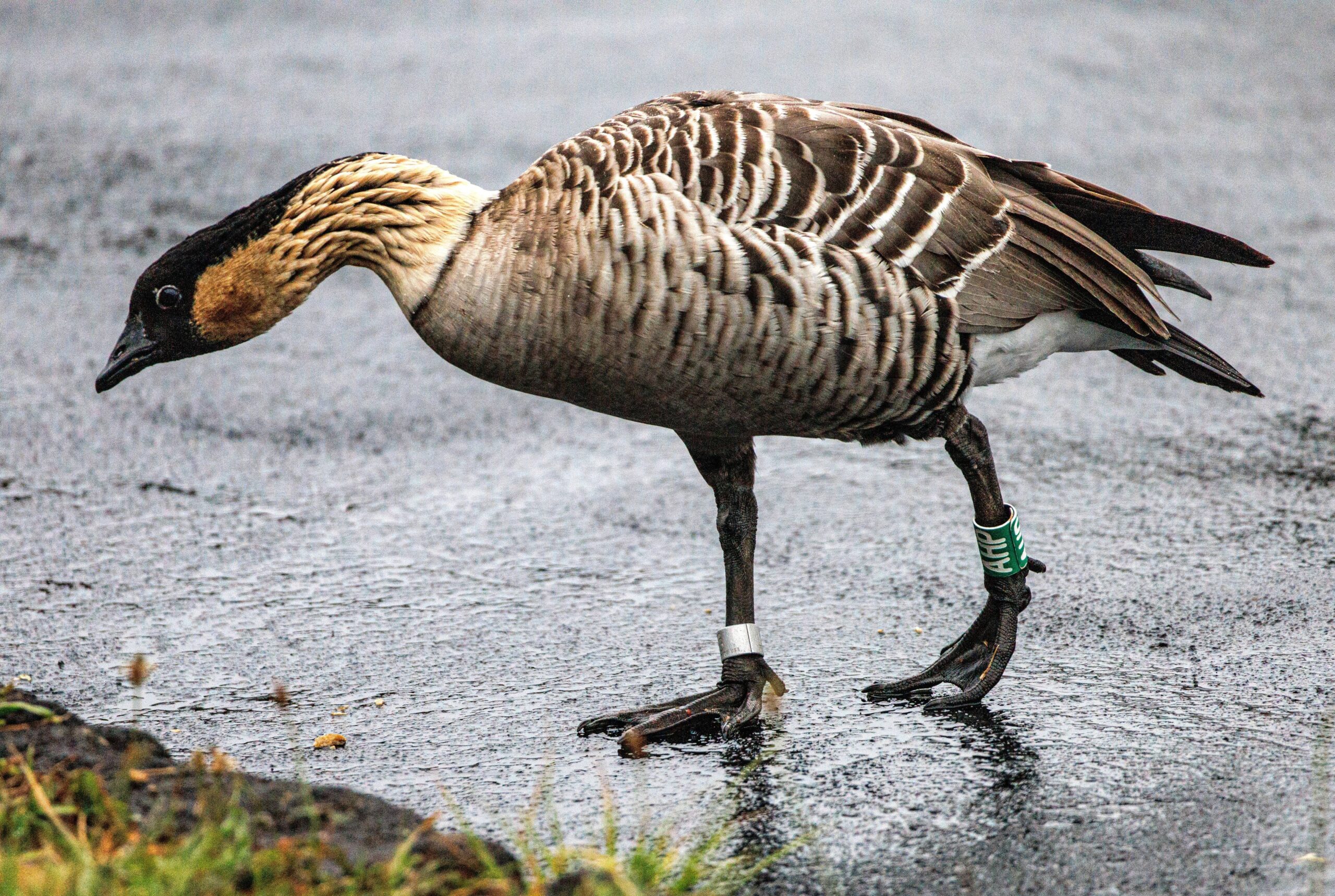nene (Branta sandvicensis), nēnē or the Hawaiian goose