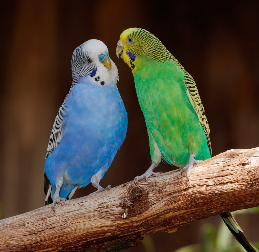 Colorful Budgies