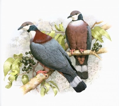 Pigeons and Doves in Australia by Joseph M. Forshaw & William T. Cooper