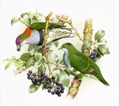 Pigeons and Doves in Australia by Joseph M. Forshaw & William T. Cooper