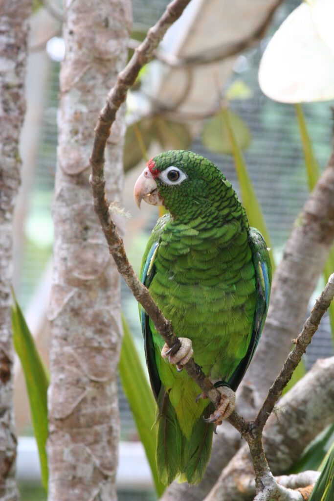 Puerto Rican amazon (Amazona vittata), Puerto Rican parrot, cotorra puertorriqueña, iguaca