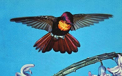 Ruby-Topaz Hummingbird