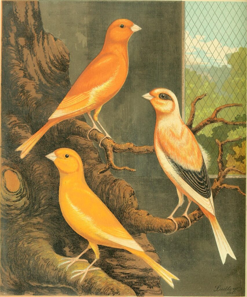 1878 Victorian canary book illustrating fancy canaries, breeding practices, and exhibition arrangements