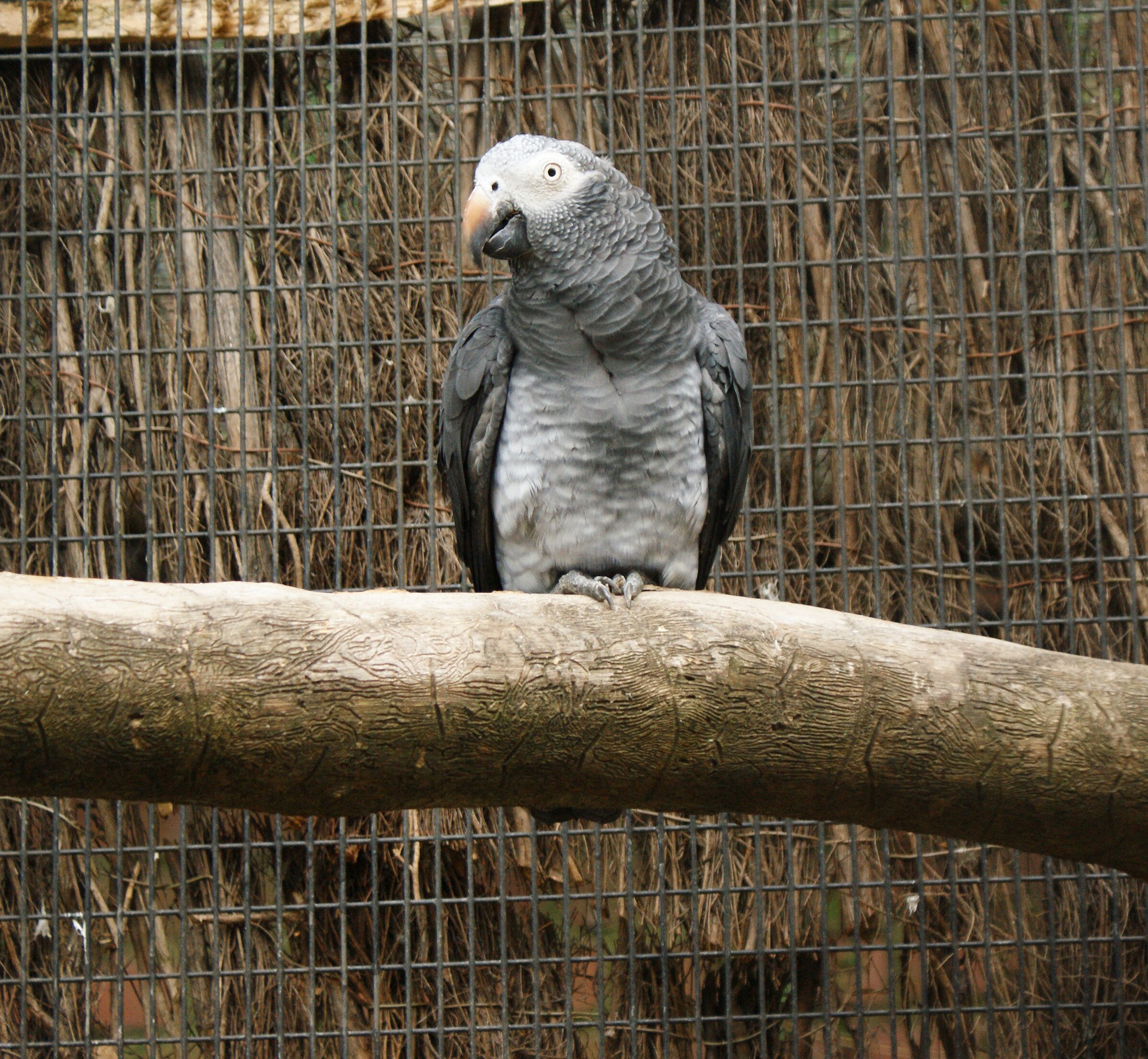 Timneh grey parrot