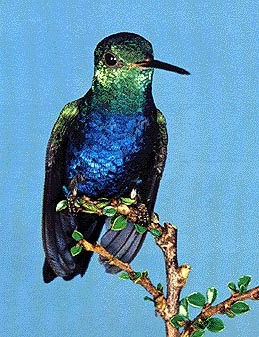 Violet-Bellied Hummingbird