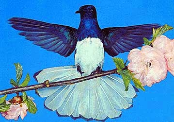 White-necked Jacobin