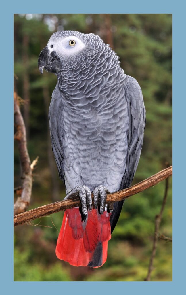 African Grey Parrots
