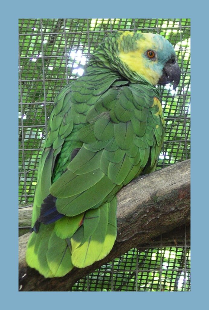 Amazon parrots