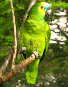 Blue-fronted amazon