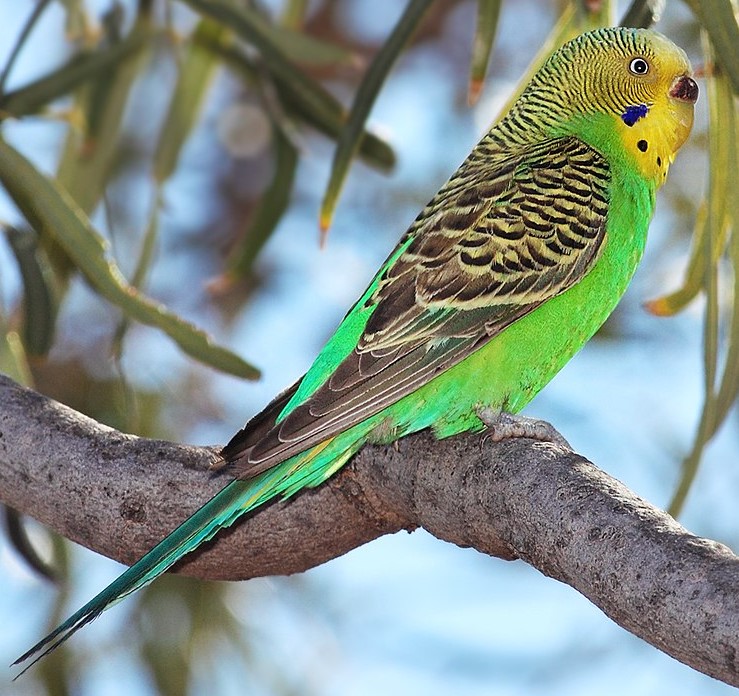 Budgerigar