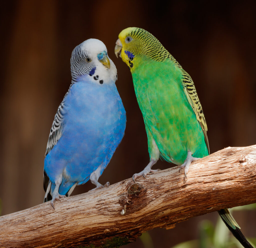 Melopsittacus undulatus