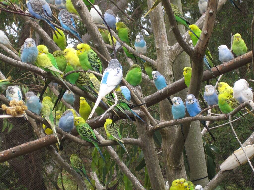 Melopsittacus undulatus