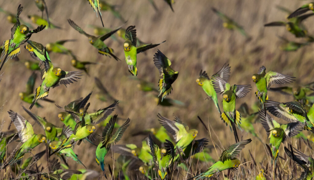 Wild Budgerigars 
