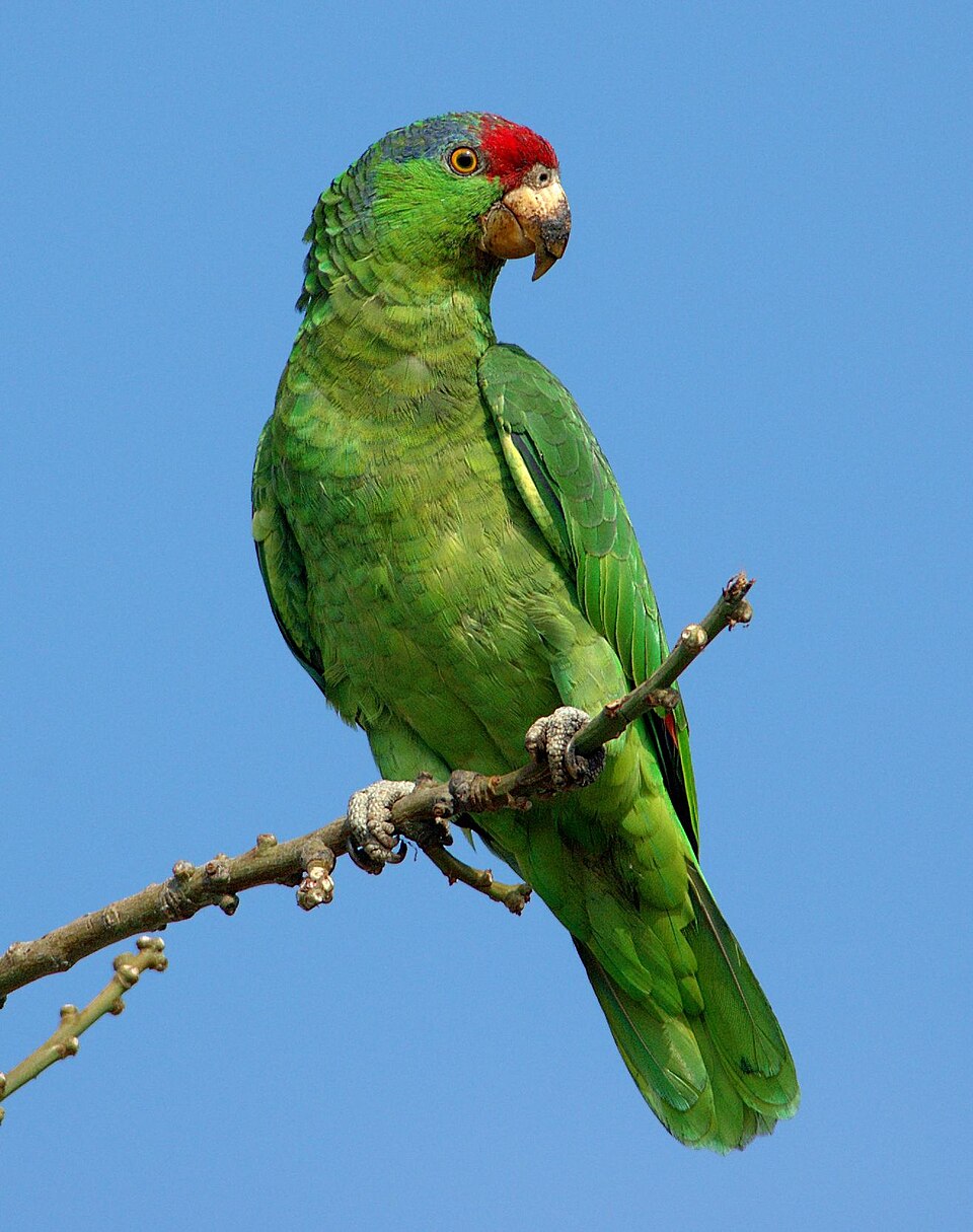 Red-Crowned Amazon Parrot