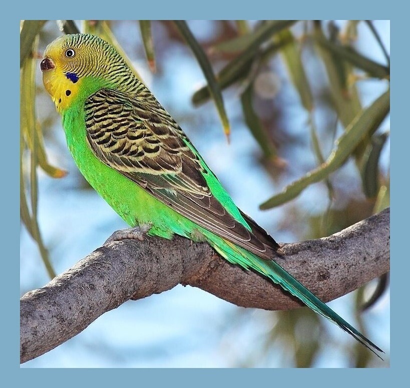 Budgerigars