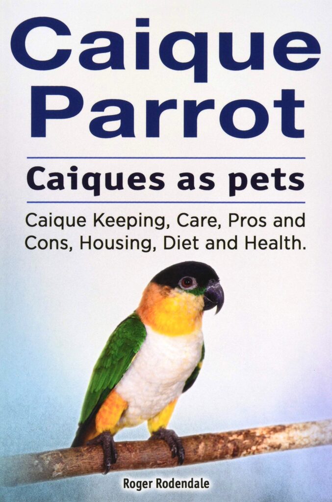 Caique Parrot : Caiques as Pets by Roger Rodendale
