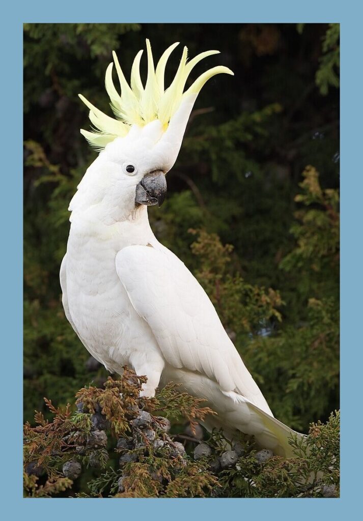 Cockatoos